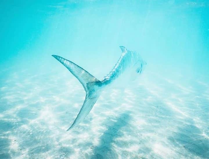 Costa Sunglassesのインスタグラム：「Royal blue on the flats. 📷: @aussieflyfisher #SeeWhatsOutThere #BornOnTheWater」