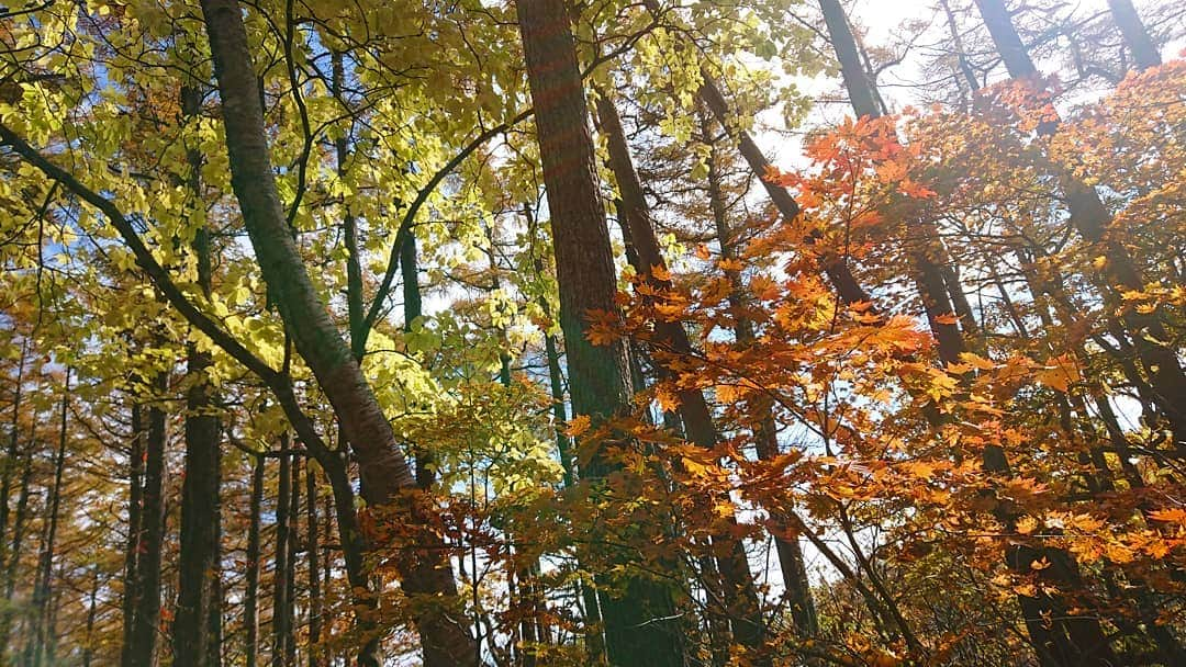 桜花さんのインスタグラム写真 - (桜花Instagram)「おはようございマウンテン🗻🌷  昨日はバスの中と 帰ってすぐ爆睡したので早めに目覚めました🌷🗻  紅葉🍁していてきれいでした✨  安達太良山と岳温泉の想い出、 少しずつアップしていきます✨  #安達太良山  #岳温泉  #紅葉 #山登り  #山  #自然  #mountain #mountains  #mountaingirl」10月28日 6時40分 - mountainohka