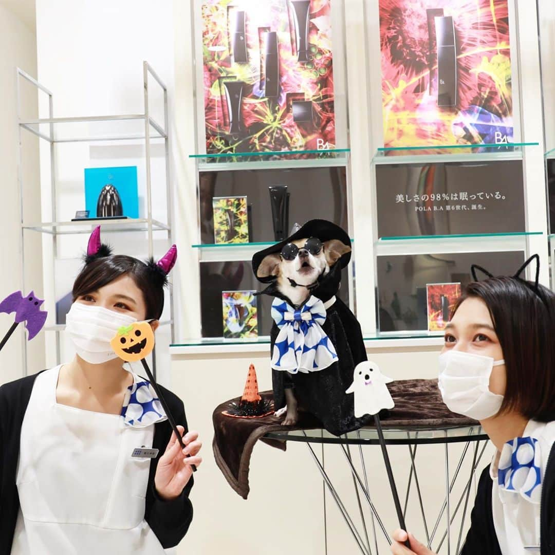 紋次郎さんのインスタグラム写真 - (紋次郎Instagram)「Happy Halloween in POLA @pola_tokorozawapurope  可愛らしいスタッフさん達と @mutumio22 さんとハロウィン🎃👻 ほんとみんな仲良くて楽しそうだった🥰 @pola_tokorozawapurope さんのアカウントでも紋次郎を紹介してもらってます😊😊 2.3枚目　photo @mikiko_12   #dog#dogstagram#instadog#chihuahua#barkbox#mydogiscutest#buzzfeed#dog_features#fluffypack#barkpack#dogsofinstaworld#dogsofinstagram#犬#チワワ#手作り#handmade#着物#fashion#紋次郎一家#チーム茶#ふわもこ部#igersjp#peco犬部#dogsofinstagram#dogfashion #halloween」10月28日 6時54分 - montjiro