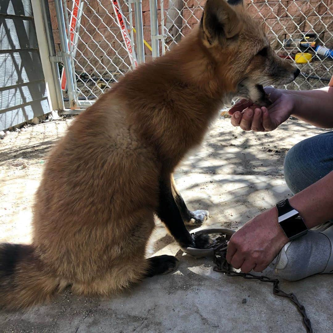 Rylaiさんのインスタグラム写真 - (RylaiInstagram)「Training a fox w/ Melissa: Viktor learning how to put his leg in a faux trap for an upcoming film.  Viktor has been asked to be in an upcoming film on the horrors of the fur industry.  They made him a faux trap and we are working with him to place his foot in the trap. Today was his first training and by the last photo, it looks pretty darn successful!!  . The Russian domesticated foxes don’t have an intense fear of new and novel things. So showing him the trap and having him place his foot near it, on it, and in it, is about showing him what you want him to do vs first having to acclimate him to a novel item.  . Also the Russian domesticated foxes are pretty darn chill... so they are very calm when training them on a new task. We certainly had a lot of fun watching how quickly he picks up what we are asking him to do!  . Way to go Viktor!!! #superstar #moviestar #movie #actor #training #furfree #notofur #redfox #foxesofig #foxesofinstagram #russian #animallovers #dogtraining #positivereinforcement #hollywood #films #losangeles #sandiego」10月28日 6時48分 - jabcecc