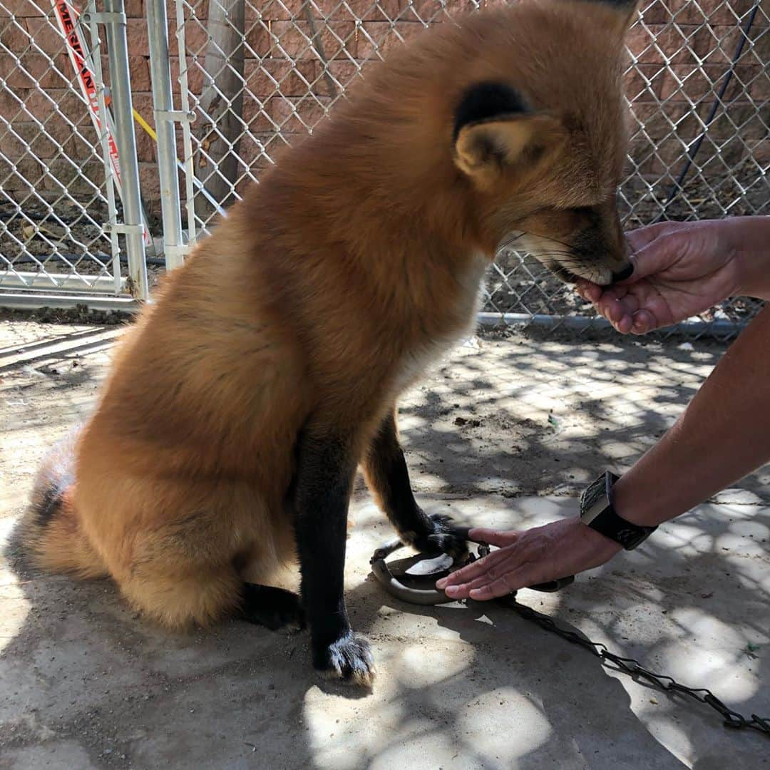 Rylaiさんのインスタグラム写真 - (RylaiInstagram)「Training a fox w/ Melissa: Viktor learning how to put his leg in a faux trap for an upcoming film.  Viktor has been asked to be in an upcoming film on the horrors of the fur industry.  They made him a faux trap and we are working with him to place his foot in the trap. Today was his first training and by the last photo, it looks pretty darn successful!!  . The Russian domesticated foxes don’t have an intense fear of new and novel things. So showing him the trap and having him place his foot near it, on it, and in it, is about showing him what you want him to do vs first having to acclimate him to a novel item.  . Also the Russian domesticated foxes are pretty darn chill... so they are very calm when training them on a new task. We certainly had a lot of fun watching how quickly he picks up what we are asking him to do!  . Way to go Viktor!!! #superstar #moviestar #movie #actor #training #furfree #notofur #redfox #foxesofig #foxesofinstagram #russian #animallovers #dogtraining #positivereinforcement #hollywood #films #losangeles #sandiego」10月28日 6時48分 - jabcecc