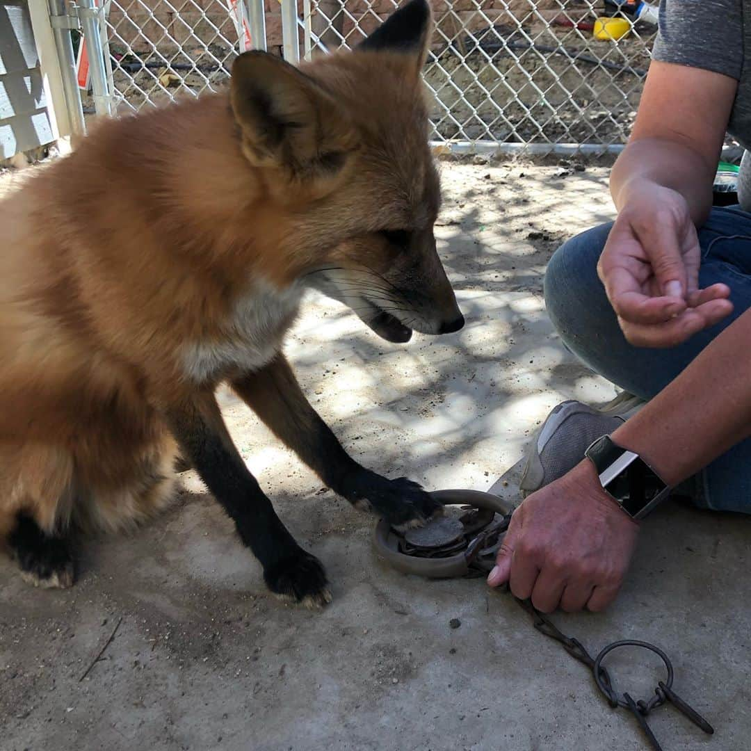 Rylaiさんのインスタグラム写真 - (RylaiInstagram)「Training a fox w/ Melissa: Viktor learning how to put his leg in a faux trap for an upcoming film.  Viktor has been asked to be in an upcoming film on the horrors of the fur industry.  They made him a faux trap and we are working with him to place his foot in the trap. Today was his first training and by the last photo, it looks pretty darn successful!!  . The Russian domesticated foxes don’t have an intense fear of new and novel things. So showing him the trap and having him place his foot near it, on it, and in it, is about showing him what you want him to do vs first having to acclimate him to a novel item.  . Also the Russian domesticated foxes are pretty darn chill... so they are very calm when training them on a new task. We certainly had a lot of fun watching how quickly he picks up what we are asking him to do!  . Way to go Viktor!!! #superstar #moviestar #movie #actor #training #furfree #notofur #redfox #foxesofig #foxesofinstagram #russian #animallovers #dogtraining #positivereinforcement #hollywood #films #losangeles #sandiego」10月28日 6時48分 - jabcecc