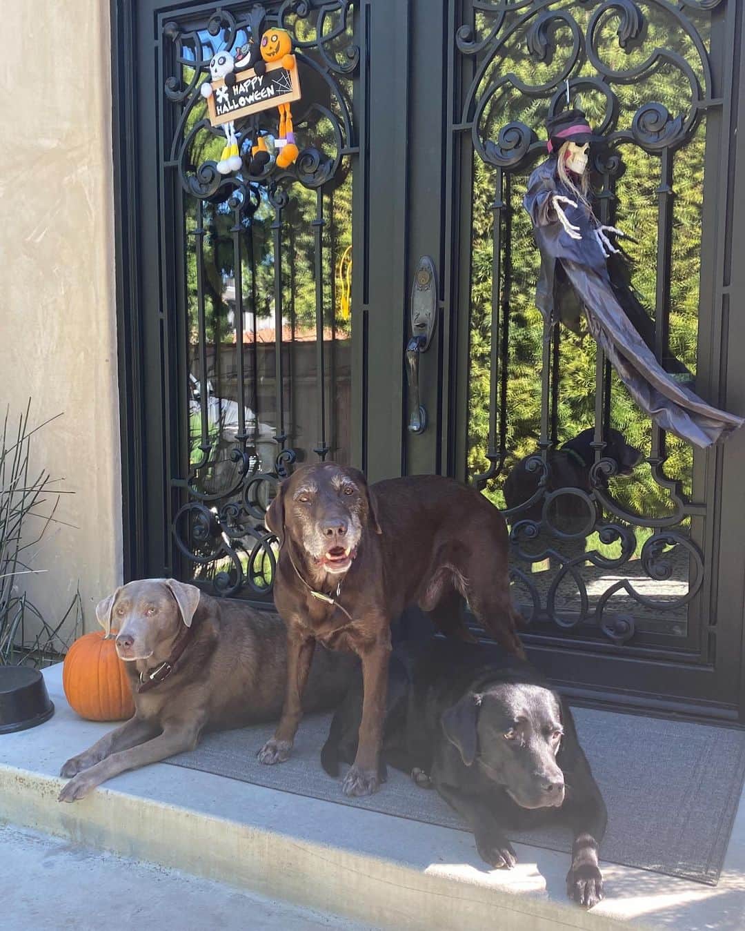 ストーン・コールド・スティーブ・オースチンのインスタグラム：「Ready for Halloween.  Moolah, Brownie, Cali #halloween」