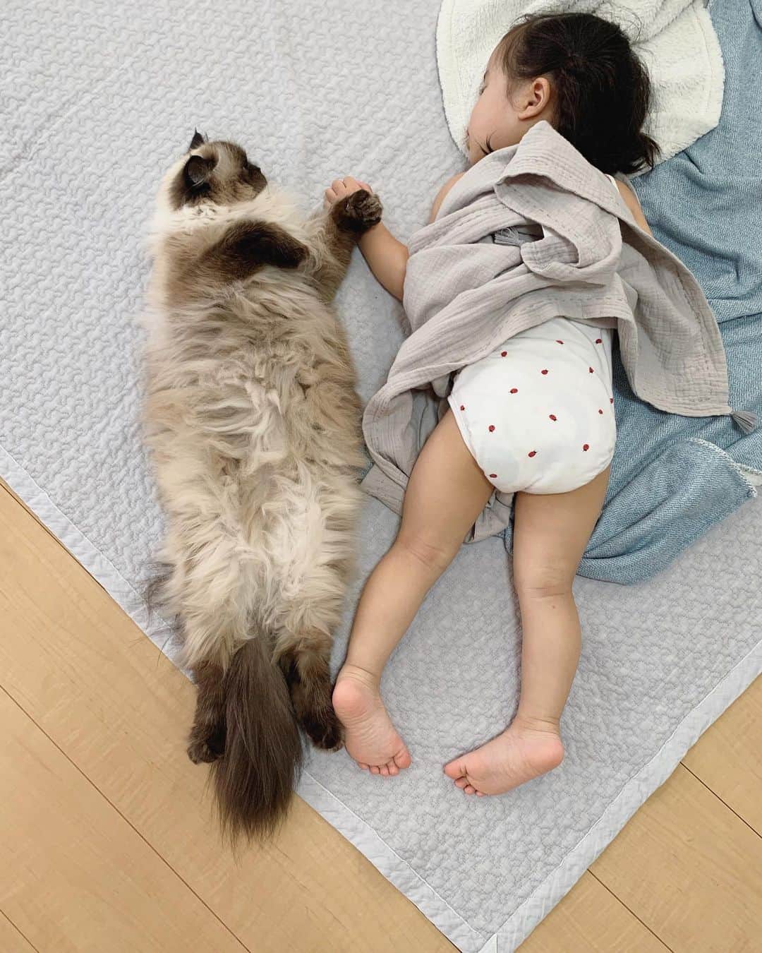 のインスタグラム：「お姉ちゃんと比べると妹大きくなったね👧🏼👧🏻✨  写真撮ってたらプリュムがあんよピタッとつけてきた🐾💞👣 手も繋いでるように見える🤝💓  . . . . #プリュムのいる生活 #猫のいる暮らし  #ヒマラヤン  #赤ちゃんと猫  #もふもふ#ヒマラニャンズ  #猫  #ねこ  #ペコねこ部#仲良し#姉妹#可愛い#成長#お昼寝 #naptime#bff#friends#sisters#fluffycat#癒し#🐈 #고양이  #ilovecats  #himalayancat  #catsofinstagram #catloversclub  #bestmeow#bestcats_oftheworld  #weeklyfluff」