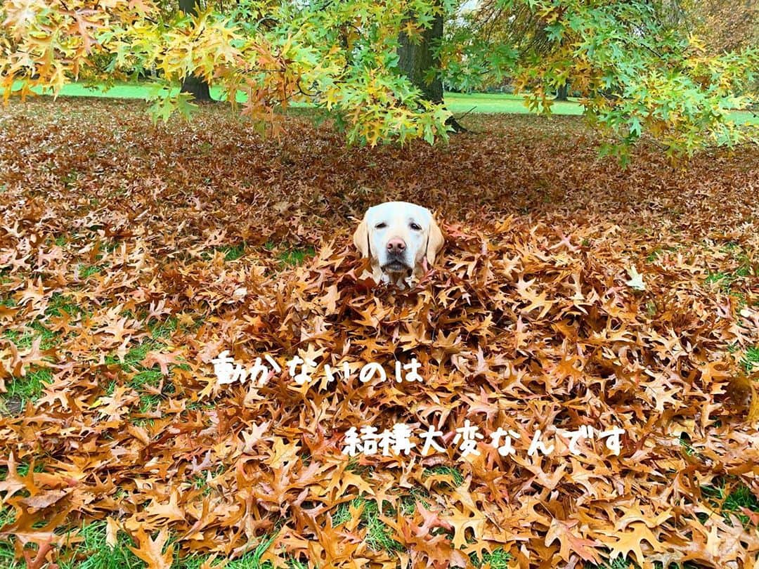 原口るりこさんのインスタグラム写真 - (原口るりこInstagram)「. . ドイツもすっかり秋です🍂 . . 落ち葉をみると これをしないではいられない原口家☺️ . #ドイツの秋🍂 #恒例の遊び . . 4度目になるえなちゃんは もう慣れたもので、  またはじまった🍁という顔をしながらも 動かないように 気をつけている姿が愛しく感じました☺️♡ . . 皆さんの秋の遊びは なんですか？🍂 . . @labrador_ena_haraguchi  . #ドイツでの生活 #犬のいる暮らし #ラブラドールレトリーバー . .」10月28日 7時27分 - ruriko_haraguchi24
