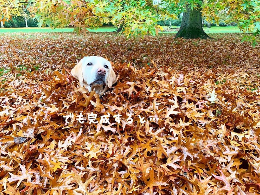 原口るりこさんのインスタグラム写真 - (原口るりこInstagram)「. . ドイツもすっかり秋です🍂 . . 落ち葉をみると これをしないではいられない原口家☺️ . #ドイツの秋🍂 #恒例の遊び . . 4度目になるえなちゃんは もう慣れたもので、  またはじまった🍁という顔をしながらも 動かないように 気をつけている姿が愛しく感じました☺️♡ . . 皆さんの秋の遊びは なんですか？🍂 . . @labrador_ena_haraguchi  . #ドイツでの生活 #犬のいる暮らし #ラブラドールレトリーバー . .」10月28日 7時27分 - ruriko_haraguchi24