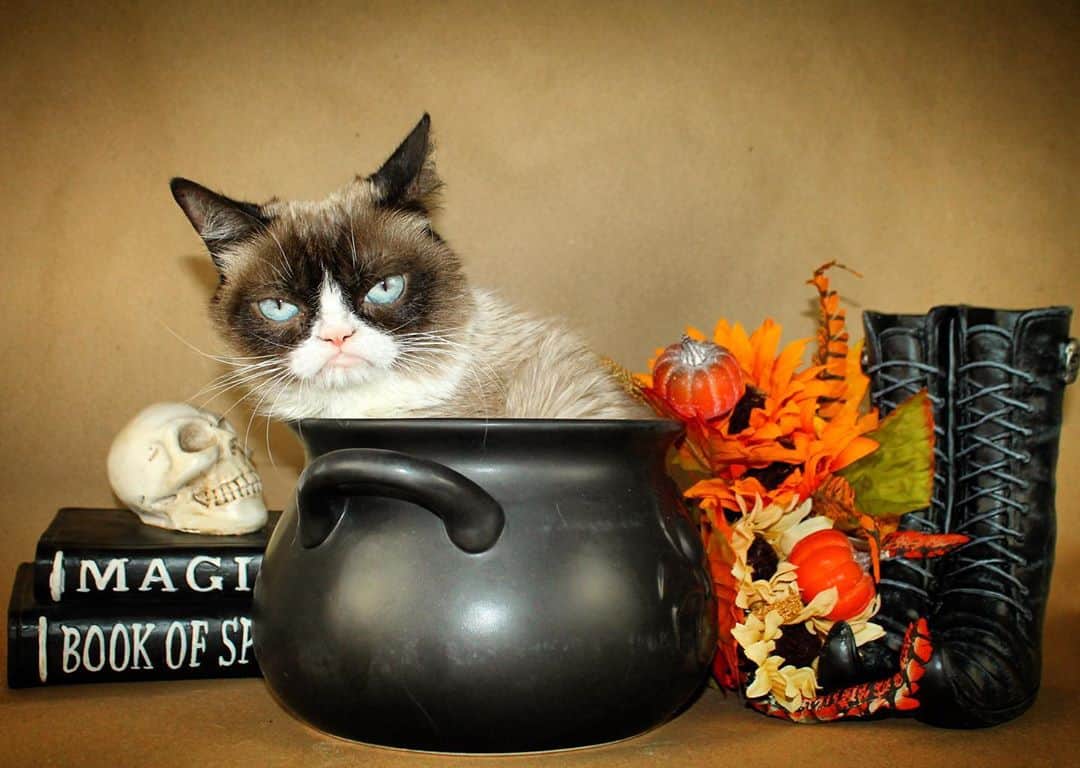 Grumpy Catさんのインスタグラム写真 - (Grumpy CatInstagram)10月28日 7時28分 - realgrumpycat