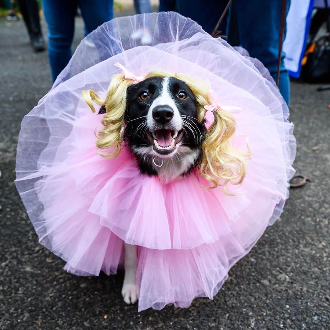 The Dogistさんのインスタグラム写真 - (The DogistInstagram)「What is *your* dog being for Halloween? Your dog may have thought the costume parades were cancelled this year – but not so fast, buddy. The Dogist Olympics is back again, and this time it’s getting dressed up! Post a photo or video of your dog’s costume to IG stories (tagging us @thedogist and using #dogistolympics) and/or send us a photo entry for The Dogist Halloween Costume Roundup to info@thedogist.com , going up live Halloween day!」10月28日 7時24分 - thedogist