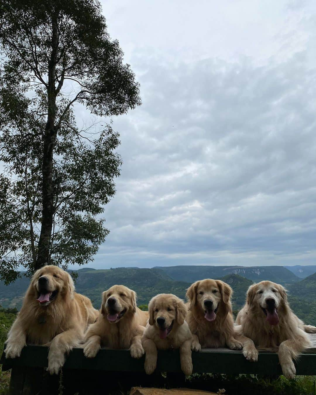 Bobさんのインスタグラム写真 - (BobInstagram)「Muitas atrações Petfriendly 🐾🐾em Gramado! Fotos de alguns passeios que fizemos pra vocês conhecerem!  Quem tem mais dicas da cidade comenta aqui!  Expedições @olapet.friendly  . #ExpediçõesOlaPet #HyundaiPets . Destino: Gramado Atrações:  @olivasdegramado  @mundoavaporserragaucha  @supercarros  . #gramado #natalluzgramado #serragaucha #petfriendly #roteirodeviagem #roteiropetfriendly #dicasdeviagem #viagemcompets #hotelaria #turismo #gastronomia #parque #supercarros #maserati  #dogs #dogsofinstagram #petlovers #pets #goldenretrievers #riograndedosul #brasil #instagram #instagramers」10月28日 7時26分 - bob_marley_goldenretriever