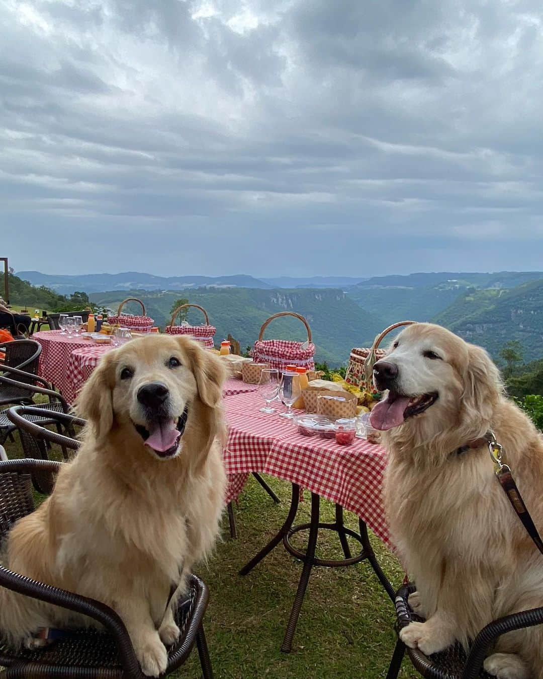 Bobさんのインスタグラム写真 - (BobInstagram)「Muitas atrações Petfriendly 🐾🐾em Gramado! Fotos de alguns passeios que fizemos pra vocês conhecerem!  Quem tem mais dicas da cidade comenta aqui!  Expedições @olapet.friendly  . #ExpediçõesOlaPet #HyundaiPets . Destino: Gramado Atrações:  @olivasdegramado  @mundoavaporserragaucha  @supercarros  . #gramado #natalluzgramado #serragaucha #petfriendly #roteirodeviagem #roteiropetfriendly #dicasdeviagem #viagemcompets #hotelaria #turismo #gastronomia #parque #supercarros #maserati  #dogs #dogsofinstagram #petlovers #pets #goldenretrievers #riograndedosul #brasil #instagram #instagramers」10月28日 7時26分 - bob_marley_goldenretriever