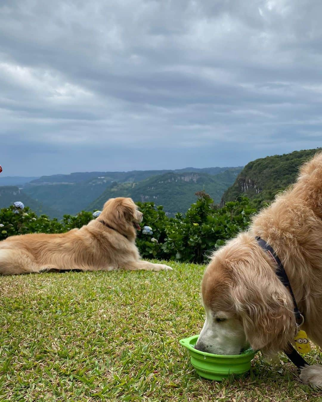 Bobさんのインスタグラム写真 - (BobInstagram)「Muitas atrações Petfriendly 🐾🐾em Gramado! Fotos de alguns passeios que fizemos pra vocês conhecerem!  Quem tem mais dicas da cidade comenta aqui!  Expedições @olapet.friendly  . #ExpediçõesOlaPet #HyundaiPets . Destino: Gramado Atrações:  @olivasdegramado  @mundoavaporserragaucha  @supercarros  . #gramado #natalluzgramado #serragaucha #petfriendly #roteirodeviagem #roteiropetfriendly #dicasdeviagem #viagemcompets #hotelaria #turismo #gastronomia #parque #supercarros #maserati  #dogs #dogsofinstagram #petlovers #pets #goldenretrievers #riograndedosul #brasil #instagram #instagramers」10月28日 7時26分 - bob_marley_goldenretriever