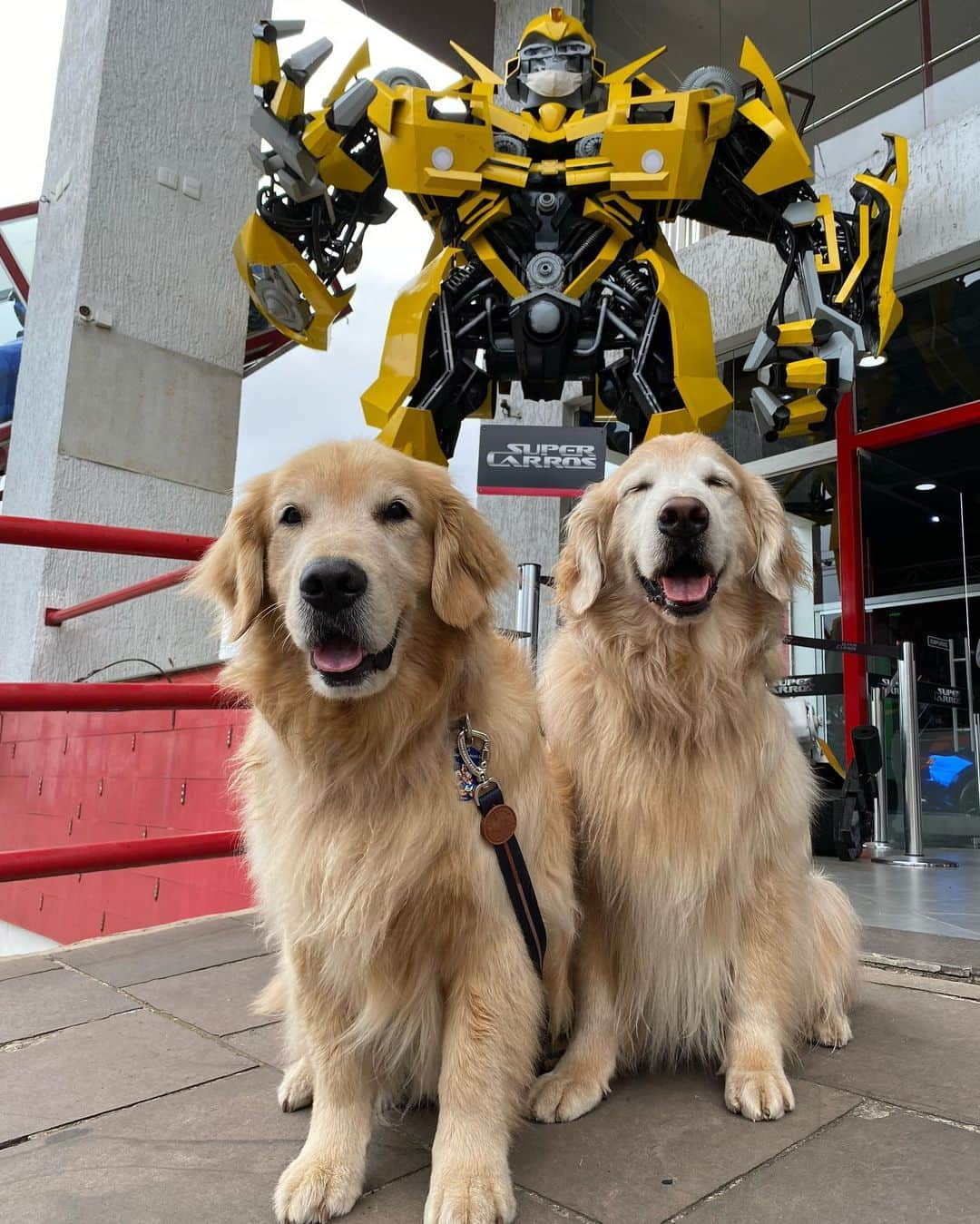 Bobさんのインスタグラム写真 - (BobInstagram)「Muitas atrações Petfriendly 🐾🐾em Gramado! Fotos de alguns passeios que fizemos pra vocês conhecerem!  Quem tem mais dicas da cidade comenta aqui!  Expedições @olapet.friendly  . #ExpediçõesOlaPet #HyundaiPets . Destino: Gramado Atrações:  @olivasdegramado  @mundoavaporserragaucha  @supercarros  . #gramado #natalluzgramado #serragaucha #petfriendly #roteirodeviagem #roteiropetfriendly #dicasdeviagem #viagemcompets #hotelaria #turismo #gastronomia #parque #supercarros #maserati  #dogs #dogsofinstagram #petlovers #pets #goldenretrievers #riograndedosul #brasil #instagram #instagramers」10月28日 7時26分 - bob_marley_goldenretriever