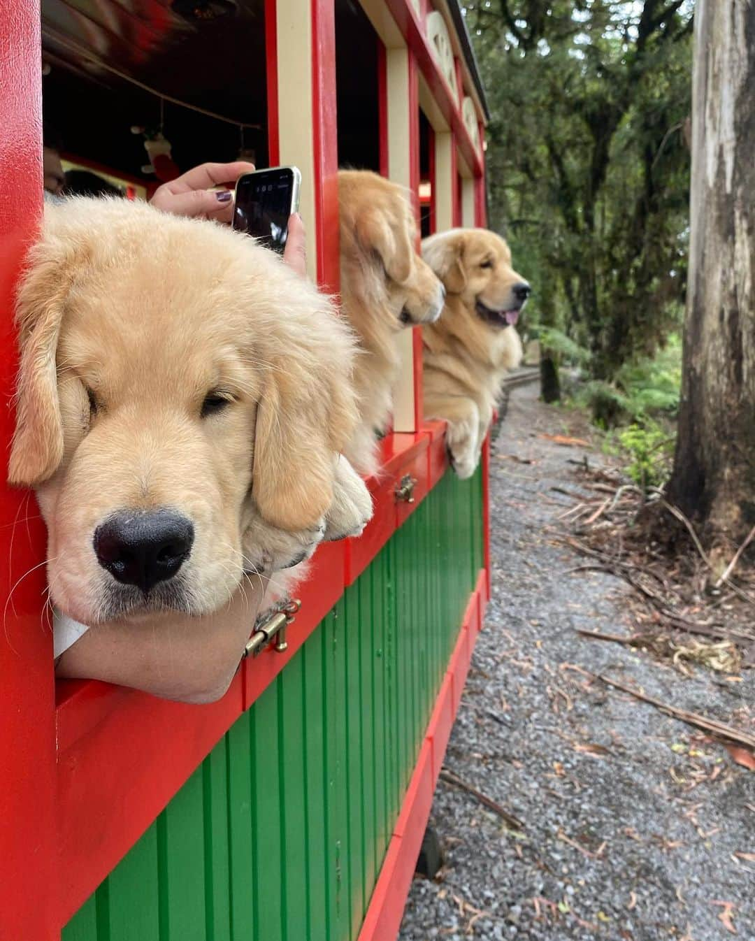 Bobさんのインスタグラム写真 - (BobInstagram)「Muitas atrações Petfriendly 🐾🐾em Gramado! Fotos de alguns passeios que fizemos pra vocês conhecerem!  Quem tem mais dicas da cidade comenta aqui!  Expedições @olapet.friendly  . #ExpediçõesOlaPet #HyundaiPets . Destino: Gramado Atrações:  @olivasdegramado  @mundoavaporserragaucha  @supercarros  . #gramado #natalluzgramado #serragaucha #petfriendly #roteirodeviagem #roteiropetfriendly #dicasdeviagem #viagemcompets #hotelaria #turismo #gastronomia #parque #supercarros #maserati  #dogs #dogsofinstagram #petlovers #pets #goldenretrievers #riograndedosul #brasil #instagram #instagramers」10月28日 7時26分 - bob_marley_goldenretriever