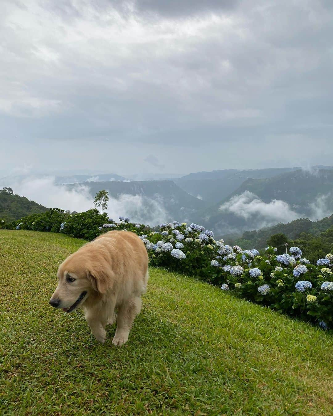 Bobさんのインスタグラム写真 - (BobInstagram)「Muitas atrações Petfriendly 🐾🐾em Gramado! Fotos de alguns passeios que fizemos pra vocês conhecerem!  Quem tem mais dicas da cidade comenta aqui!  Expedições @olapet.friendly  . #ExpediçõesOlaPet #HyundaiPets . Destino: Gramado Atrações:  @olivasdegramado  @mundoavaporserragaucha  @supercarros  . #gramado #natalluzgramado #serragaucha #petfriendly #roteirodeviagem #roteiropetfriendly #dicasdeviagem #viagemcompets #hotelaria #turismo #gastronomia #parque #supercarros #maserati  #dogs #dogsofinstagram #petlovers #pets #goldenretrievers #riograndedosul #brasil #instagram #instagramers」10月28日 7時26分 - bob_marley_goldenretriever