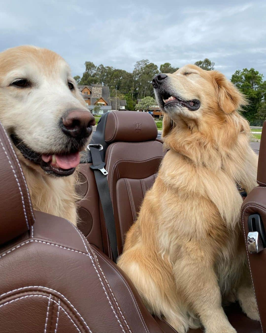 Bobさんのインスタグラム写真 - (BobInstagram)「Muitas atrações Petfriendly 🐾🐾em Gramado! Fotos de alguns passeios que fizemos pra vocês conhecerem!  Quem tem mais dicas da cidade comenta aqui!  Expedições @olapet.friendly  . #ExpediçõesOlaPet #HyundaiPets . Destino: Gramado Atrações:  @olivasdegramado  @mundoavaporserragaucha  @supercarros  . #gramado #natalluzgramado #serragaucha #petfriendly #roteirodeviagem #roteiropetfriendly #dicasdeviagem #viagemcompets #hotelaria #turismo #gastronomia #parque #supercarros #maserati  #dogs #dogsofinstagram #petlovers #pets #goldenretrievers #riograndedosul #brasil #instagram #instagramers」10月28日 7時26分 - bob_marley_goldenretriever