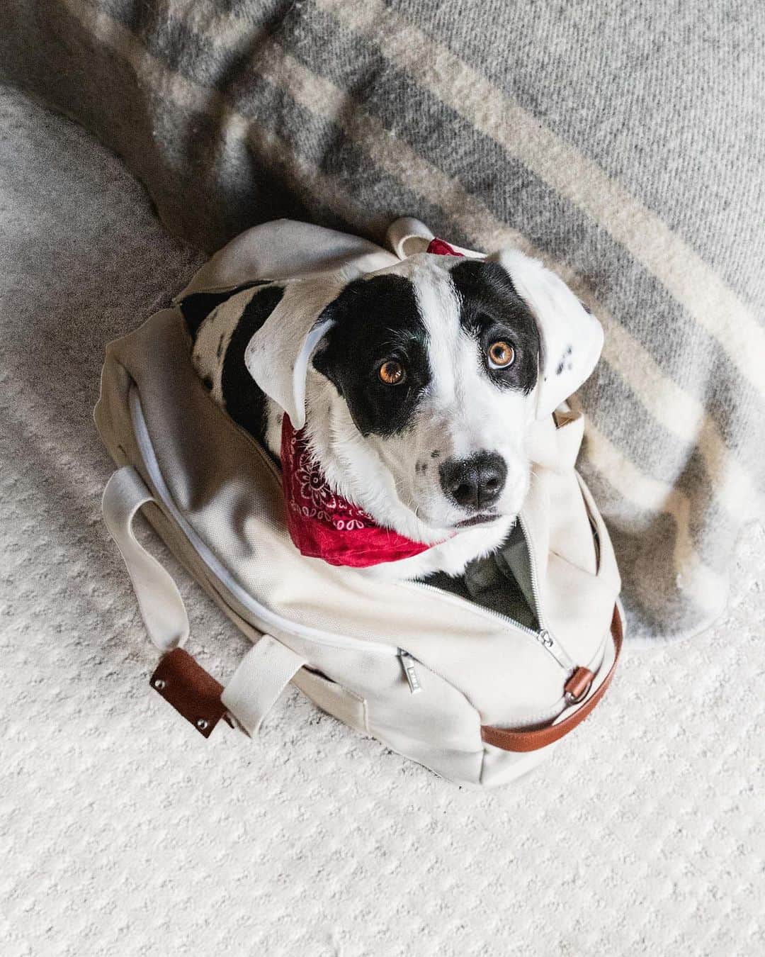 Andrew Knappのインスタグラム：「A Japanese study from 2015 suggests that looking at pictures of puppies can improve your focus and concentration. So, this is a Boo puppy appreciation post. Found this one in the archives of Boo as a small nugget in my @away Weekender. Does Boo fit in it today? Probably. Does he want to try? Probably not. I still can't believe how little he was and how so much has changed since this photo. Anyways, swipe to increase focus and concentration. @away #travelaway #puppyappreciationpost」