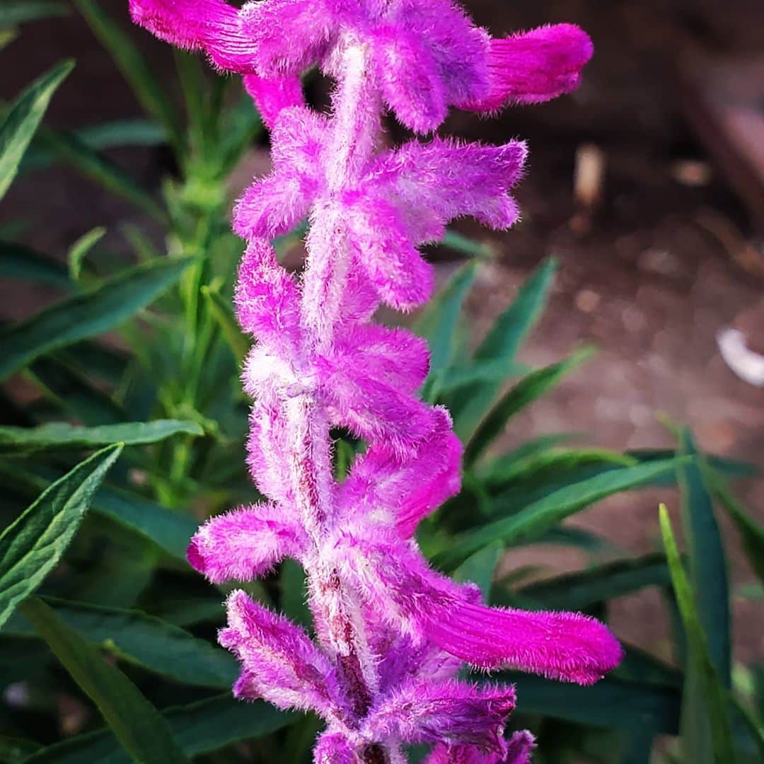 のインスタグラム：「MIDNIGHT MEXICAN BUSH SAGE IS HERE SO FUZZY VELVETY & BEAUTIFUL  #GASOLINEGARDEN #ILOVEGARDENS #GARDENSRULE #GARDENCHURCH #GARDENPARTY #GARDENMAGIC #AVANTGARDEN #GARDENS #GARDENGANGSTER #GARDEN #GRADENLIFE #GARDENER #GARDENTIME  #GARDENING #VEGETABLEGARDEN #FLOWERS #SUCCULENTS  #PLANTS  #CACTUS #AYEARINFLOWERS  #shadowhills  #THANKYOU  @gasolineglamour  #GASOLINEGLAMOUR #PLANTSOMESHIT  #GROWSOMESHIT  @nicksnursery  #NICKSNURSERY #MIDNIGHTMEXICANBUSHSAGE #SAGE」