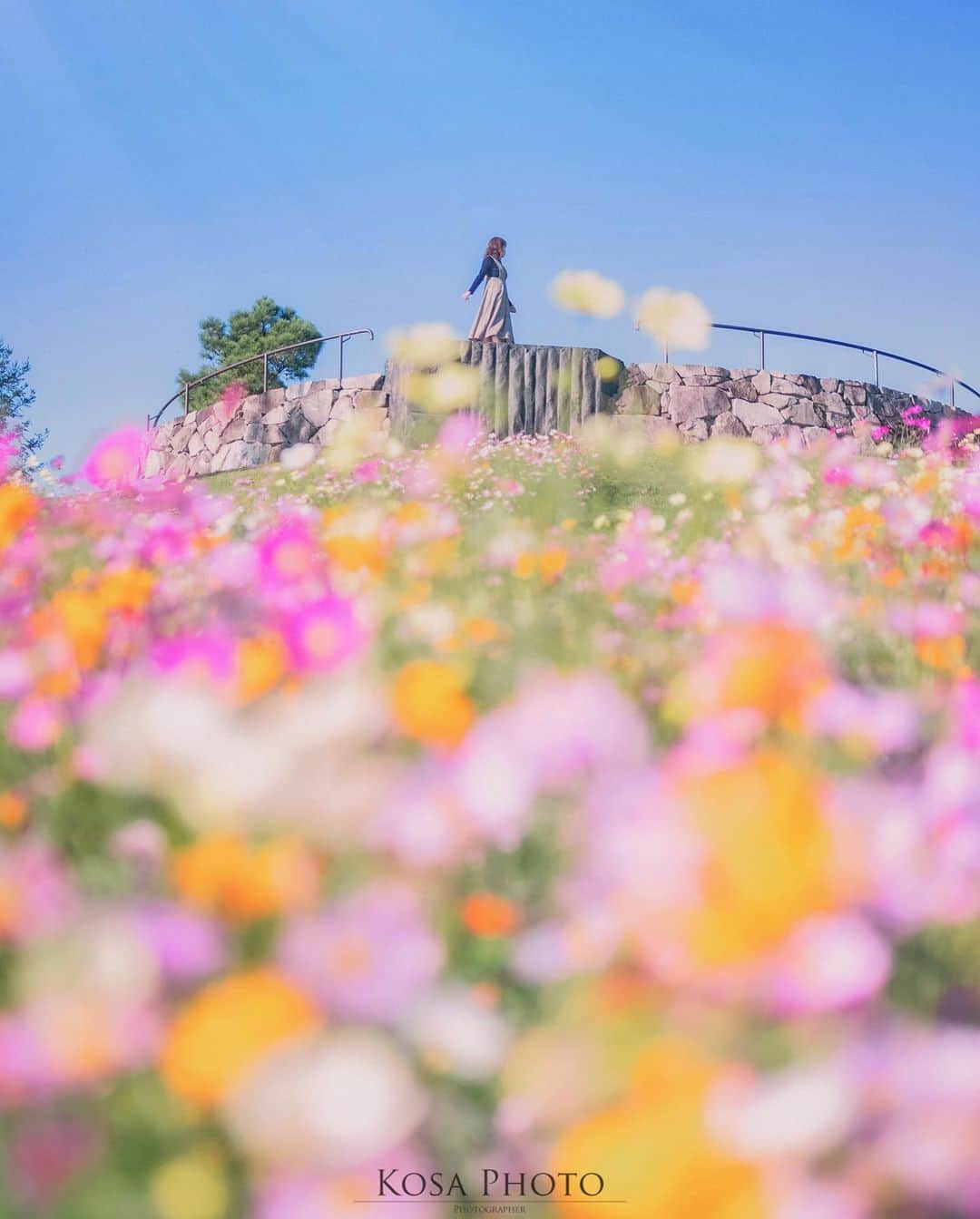のインスタグラム：「彩るコスモス💐 ここは今年も行きたかったなぁ〜 . Location:兵庫 Hyogo / Japan🇯🇵 Date:2019年10月 . #コスモス #淡路島 #明石海浜公園 #はなまっぷ #TandDフォトコンテスト2020 #discover #今こそ写真でつながろう #light_nikon #LBJ_Legend #sorakataphoto  #art_of_japan_ #tokyocameraclub #dpj_member #team_jp_ #IG_PHOS #photo_jpn #ptk_japan #pt_life_ #bestjapanpics #広がり同盟メンバー #nipponpic_member #special_spot_legend #s_shot #japan_of_insta #bestphoto_japan #Rox_Captures #kf_gallery_vip #1x_japan #IGersJP #beautiful_photo_jpn」
