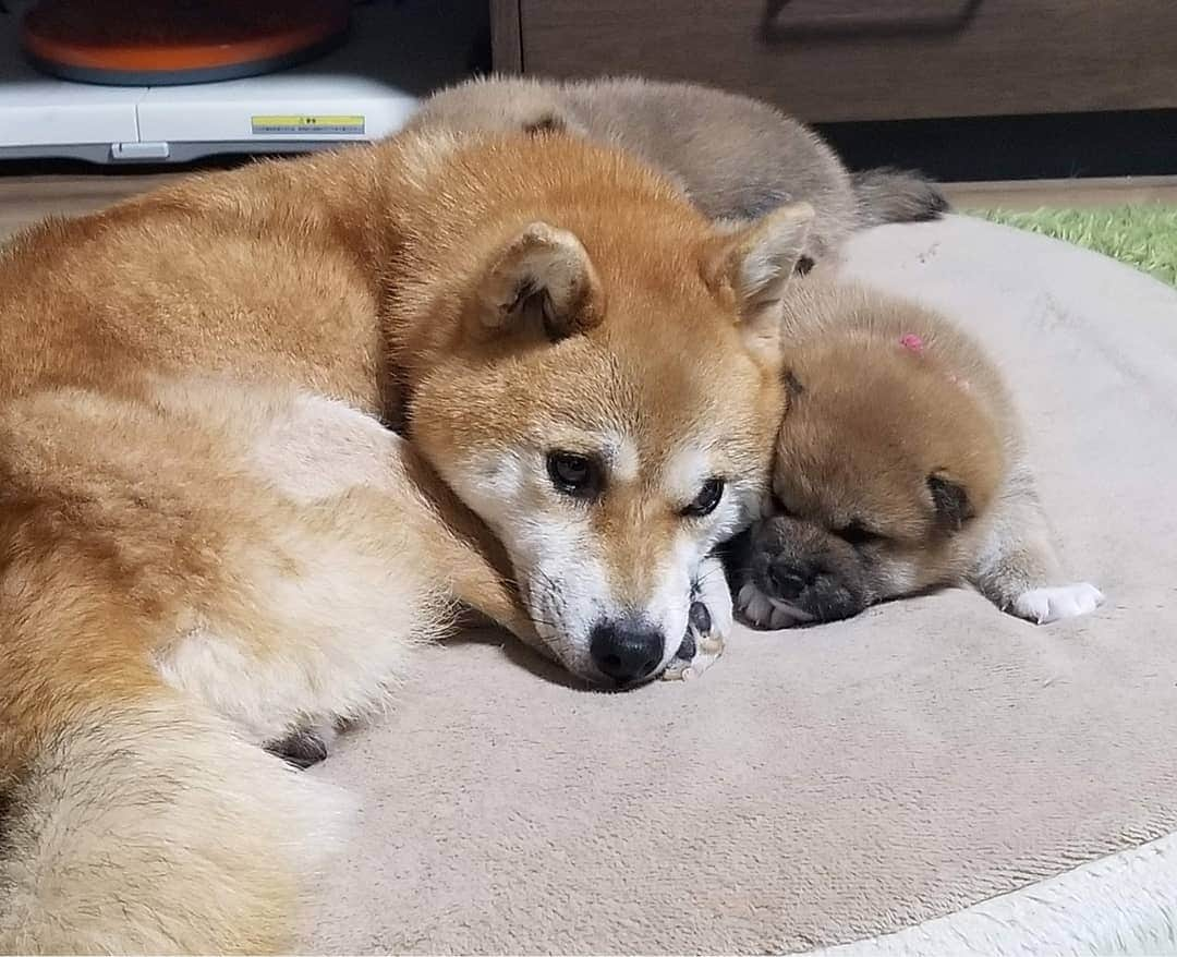 柴犬たま Shibainu Tamaさんのインスタグラム写真 - (柴犬たま Shibainu TamaInstagram)「🍀蔵出し映像リターンズ🍀﻿﻿ おしゅし達の誕生日まであと1日‼  ばーばにもママにも沢山の愛情を注いでもらって、のびのびと育ったんだよね😌💓家族愛尊い🙏✨  Caption trans🇬🇧﻿﻿ 🍀 Memory clip returns 🍀﻿﻿ It's only 1 days until the Sushi brothers' birthday‼﻿ They grew up quickly with lots of love from both their grandmother and mother😌💓 It was wonderful🙏✨  #柴犬たま #たママ #たまーば #たま家族 #柴犬ミケ #ミケママ #柴犬コイ #柴犬トロ #おしゅし兄弟 #蔵出し映像 #蔵出し映像リターンズ #仲良しファミリー #家族愛 #寝顔 #柴犬 #shiba #shibainu #shibastagram #犬 #dog #柴犬赤ちゃん #柴犬子犬 #子犬 #shibababy #shibainubaby #baby #shibapuppy #shibainupuppy #puppy #多頭飼い」10月28日 7時59分 - tama7653