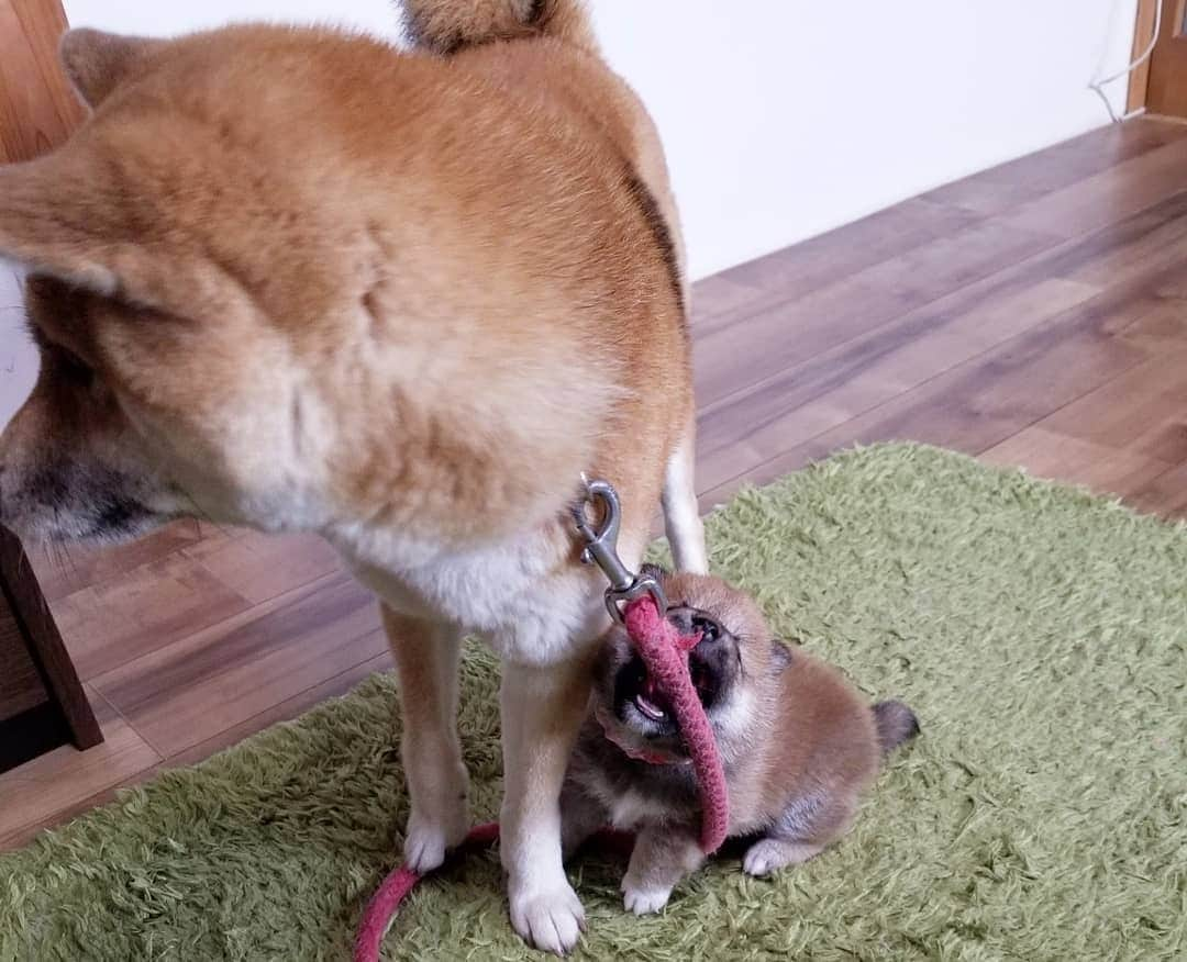 柴犬たま Shibainu Tamaさんのインスタグラム写真 - (柴犬たま Shibainu TamaInstagram)「🍀蔵出し映像リターンズ🍀﻿﻿ おしゅし達の誕生日まであと1日‼  ばーばにもママにも沢山の愛情を注いでもらって、のびのびと育ったんだよね😌💓家族愛尊い🙏✨  Caption trans🇬🇧﻿﻿ 🍀 Memory clip returns 🍀﻿﻿ It's only 1 days until the Sushi brothers' birthday‼﻿ They grew up quickly with lots of love from both their grandmother and mother😌💓 It was wonderful🙏✨  #柴犬たま #たママ #たまーば #たま家族 #柴犬ミケ #ミケママ #柴犬コイ #柴犬トロ #おしゅし兄弟 #蔵出し映像 #蔵出し映像リターンズ #仲良しファミリー #家族愛 #寝顔 #柴犬 #shiba #shibainu #shibastagram #犬 #dog #柴犬赤ちゃん #柴犬子犬 #子犬 #shibababy #shibainubaby #baby #shibapuppy #shibainupuppy #puppy #多頭飼い」10月28日 7時59分 - tama7653