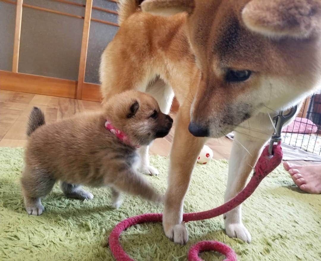 柴犬たま Shibainu Tamaさんのインスタグラム写真 - (柴犬たま Shibainu TamaInstagram)「🍀蔵出し映像リターンズ🍀﻿﻿ おしゅし達の誕生日まであと1日‼  ばーばにもママにも沢山の愛情を注いでもらって、のびのびと育ったんだよね😌💓家族愛尊い🙏✨  Caption trans🇬🇧﻿﻿ 🍀 Memory clip returns 🍀﻿﻿ It's only 1 days until the Sushi brothers' birthday‼﻿ They grew up quickly with lots of love from both their grandmother and mother😌💓 It was wonderful🙏✨  #柴犬たま #たママ #たまーば #たま家族 #柴犬ミケ #ミケママ #柴犬コイ #柴犬トロ #おしゅし兄弟 #蔵出し映像 #蔵出し映像リターンズ #仲良しファミリー #家族愛 #寝顔 #柴犬 #shiba #shibainu #shibastagram #犬 #dog #柴犬赤ちゃん #柴犬子犬 #子犬 #shibababy #shibainubaby #baby #shibapuppy #shibainupuppy #puppy #多頭飼い」10月28日 7時59分 - tama7653