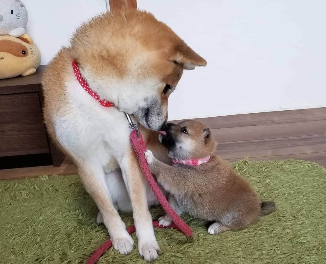 柴犬たま Shibainu Tamaさんのインスタグラム写真 - (柴犬たま Shibainu TamaInstagram)「🍀蔵出し映像リターンズ🍀﻿﻿ おしゅし達の誕生日まであと1日‼  ばーばにもママにも沢山の愛情を注いでもらって、のびのびと育ったんだよね😌💓家族愛尊い🙏✨  Caption trans🇬🇧﻿﻿ 🍀 Memory clip returns 🍀﻿﻿ It's only 1 days until the Sushi brothers' birthday‼﻿ They grew up quickly with lots of love from both their grandmother and mother😌💓 It was wonderful🙏✨  #柴犬たま #たママ #たまーば #たま家族 #柴犬ミケ #ミケママ #柴犬コイ #柴犬トロ #おしゅし兄弟 #蔵出し映像 #蔵出し映像リターンズ #仲良しファミリー #家族愛 #寝顔 #柴犬 #shiba #shibainu #shibastagram #犬 #dog #柴犬赤ちゃん #柴犬子犬 #子犬 #shibababy #shibainubaby #baby #shibapuppy #shibainupuppy #puppy #多頭飼い」10月28日 7時59分 - tama7653