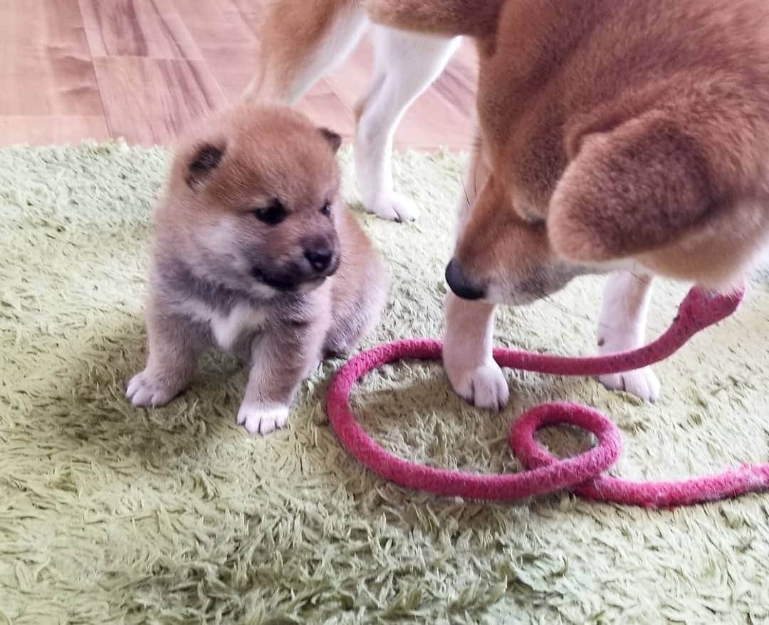 柴犬たま Shibainu Tamaさんのインスタグラム写真 - (柴犬たま Shibainu TamaInstagram)「🍀蔵出し映像リターンズ🍀﻿﻿ おしゅし達の誕生日まであと1日‼  ばーばにもママにも沢山の愛情を注いでもらって、のびのびと育ったんだよね😌💓家族愛尊い🙏✨  Caption trans🇬🇧﻿﻿ 🍀 Memory clip returns 🍀﻿﻿ It's only 1 days until the Sushi brothers' birthday‼﻿ They grew up quickly with lots of love from both their grandmother and mother😌💓 It was wonderful🙏✨  #柴犬たま #たママ #たまーば #たま家族 #柴犬ミケ #ミケママ #柴犬コイ #柴犬トロ #おしゅし兄弟 #蔵出し映像 #蔵出し映像リターンズ #仲良しファミリー #家族愛 #寝顔 #柴犬 #shiba #shibainu #shibastagram #犬 #dog #柴犬赤ちゃん #柴犬子犬 #子犬 #shibababy #shibainubaby #baby #shibapuppy #shibainupuppy #puppy #多頭飼い」10月28日 7時59分 - tama7653