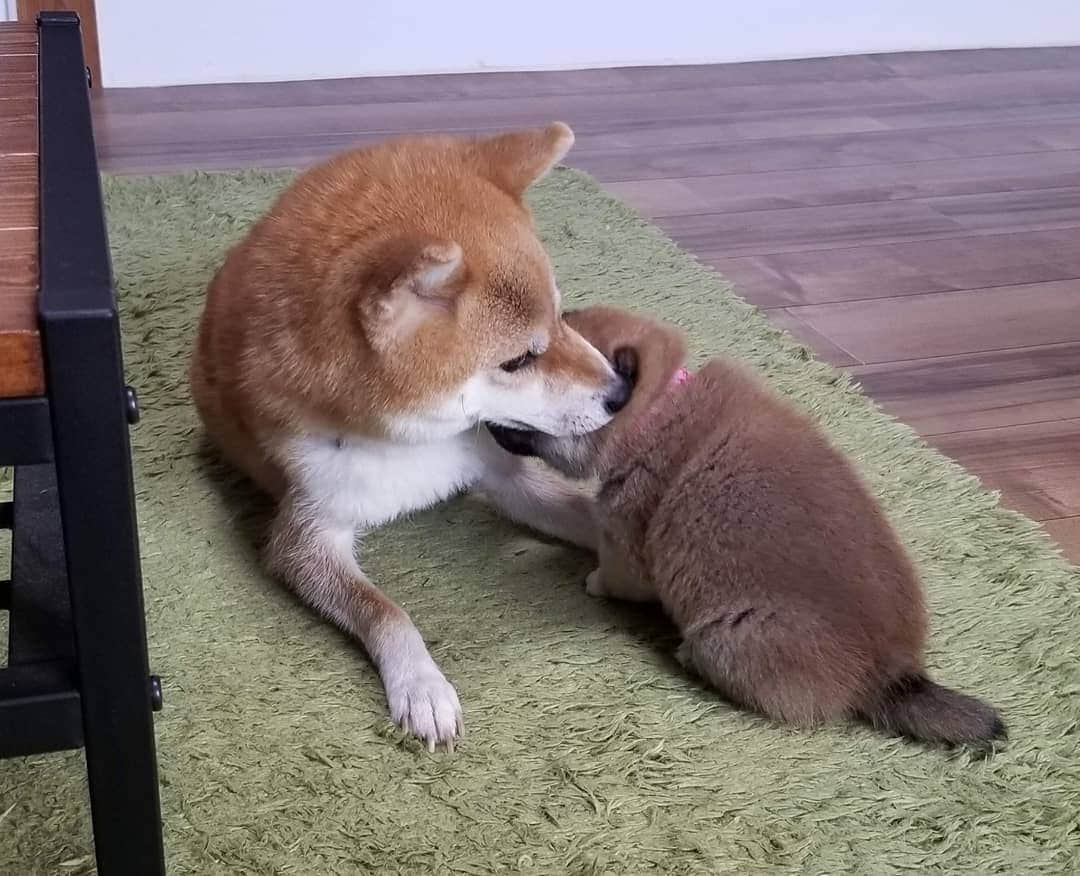 柴犬たま Shibainu Tamaさんのインスタグラム写真 - (柴犬たま Shibainu TamaInstagram)「🍀蔵出し映像リターンズ🍀﻿﻿ おしゅし達の誕生日まであと1日‼  ばーばにもママにも沢山の愛情を注いでもらって、のびのびと育ったんだよね😌💓家族愛尊い🙏✨  Caption trans🇬🇧﻿﻿ 🍀 Memory clip returns 🍀﻿﻿ It's only 1 days until the Sushi brothers' birthday‼﻿ They grew up quickly with lots of love from both their grandmother and mother😌💓 It was wonderful🙏✨  #柴犬たま #たママ #たまーば #たま家族 #柴犬ミケ #ミケママ #柴犬コイ #柴犬トロ #おしゅし兄弟 #蔵出し映像 #蔵出し映像リターンズ #仲良しファミリー #家族愛 #寝顔 #柴犬 #shiba #shibainu #shibastagram #犬 #dog #柴犬赤ちゃん #柴犬子犬 #子犬 #shibababy #shibainubaby #baby #shibapuppy #shibainupuppy #puppy #多頭飼い」10月28日 7時59分 - tama7653