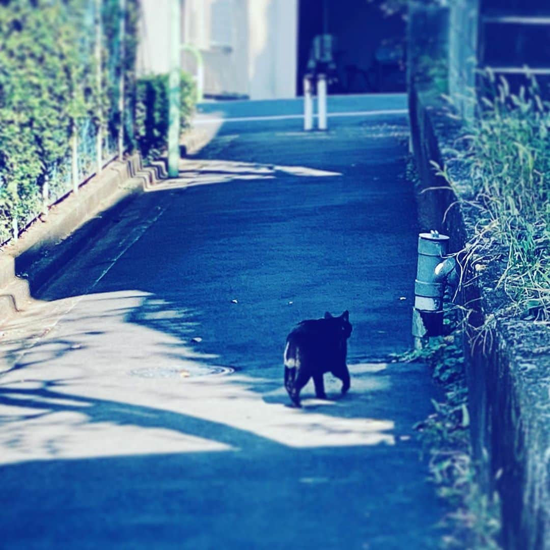 中野敬久さんのインスタグラム写真 - (中野敬久Instagram)「#cat #black #backshot #cool #hope #style」10月28日 8時06分 - hirohisanakano