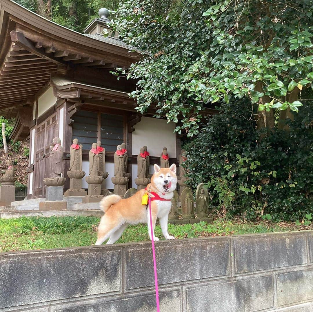 てんパパさんのインスタグラム写真 - (てんパパInstagram)「今朝はねこさんに出会えた。 すでに走り去ってしまったけど、てんの捜索活動は続く。 #朝んぽ #てんこが立った #やる気あります」10月28日 8時22分 - tenchan.shiba