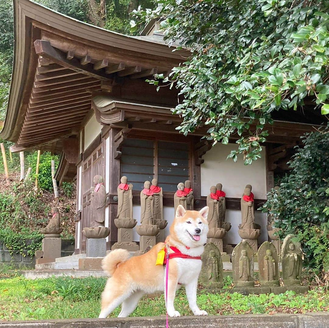 てんパパさんのインスタグラム写真 - (てんパパInstagram)「今朝はねこさんに出会えた。 すでに走り去ってしまったけど、てんの捜索活動は続く。 #朝んぽ #てんこが立った #やる気あります」10月28日 8時22分 - tenchan.shiba