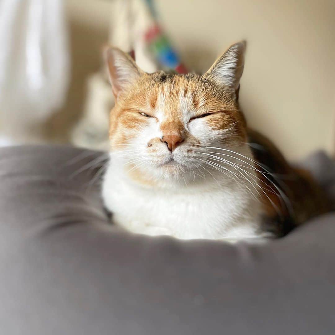 山田稔明さんのインスタグラム写真 - (山田稔明Instagram)「おはよ。いろんな寝床。 #ポチ実 #三毛猫」10月28日 8時38分 - toshiakiyamada