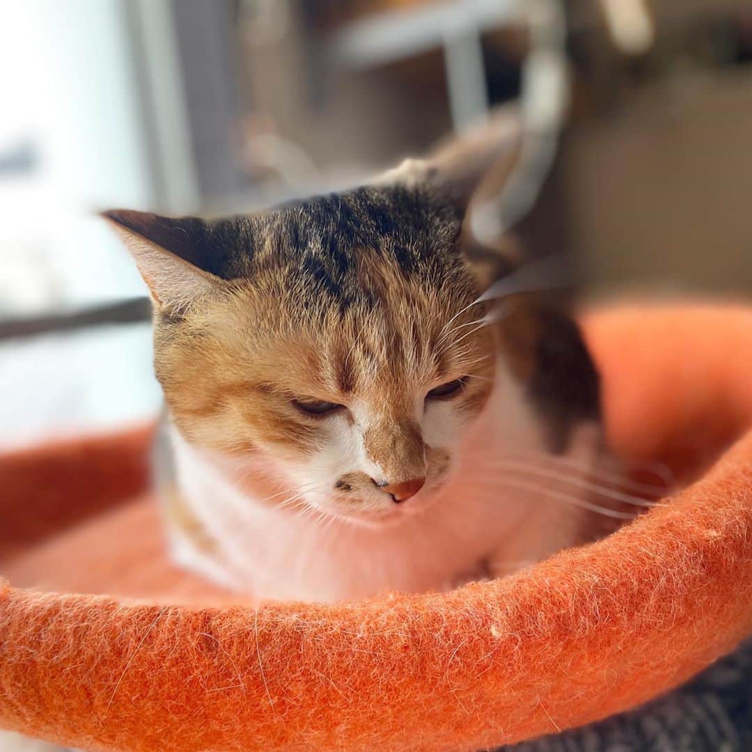 山田稔明さんのインスタグラム写真 - (山田稔明Instagram)「おはよ。いろんな寝床。 #ポチ実 #三毛猫」10月28日 8時38分 - toshiakiyamada
