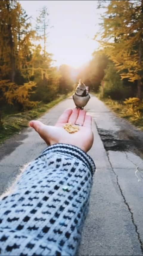 Nature|Folk|Portrait|Videoのインスタグラム：「Selection by  @unsalsicilli ━━━━━━━━━━━━━━━━━━━ Photo by @jonihedinger  Congratulations!  ━━━━━━━━━━━━━━━━━━━ Team #ig_mood Founder @humanistagram  ━━━━━━━━━━━━━━━━━━━  #natgeo #photooftheday #minimal  #photoshoot #visual #folk #travel #beautifuldestinations #portraitmood #vzcomood #vsco #marvelshots #nikon  #canon #moodygrams #gopro #folkgood #agameoftones  #bird #engadin #switzerland #fyp #travel #earth」