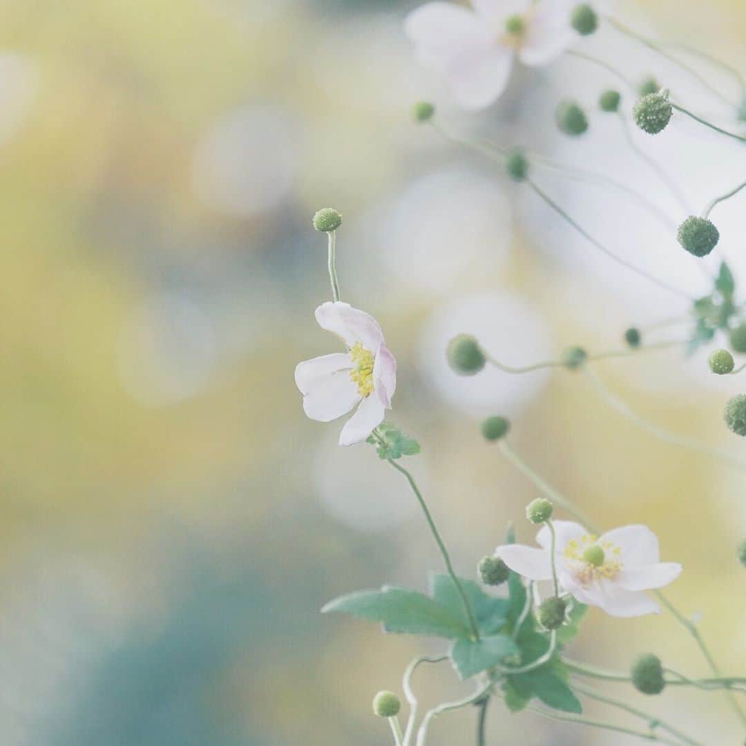 naorinmoonさんのインスタグラム写真 - (naorinmoonInstagram)「﻿ ﻿ ﻿ ﻿ ﻿ ﻿ ﻿ ﻿ ﻿ ﻿ ﻿ #xt3 ﻿ #ig_hokkaido #instagramjapan #ig_japan_ #indies_gram #ifyouleave #as_archive #still_life_nature #vscocam #still_life_mood #reco_ig #nature_brilliance #tv_flowers #ig_eternity #moody_nature #dof_brilliance #heart_imprint #bokeh_bliss #infinity_softly #thehub_macro #fujifilm_xseries #lovelydeadcrap #秋明菊」10月28日 8時54分 - naorinmoon