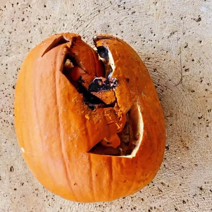 Bethany Hamiltonのインスタグラム：「Pumpkin struggles in Hawai’i after a few days 🎃🤔😆😒🤪🎃」