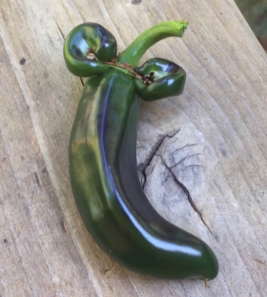 uglyfruitandvegのインスタグラム：「So is this pepper yawning, flexing or just has a new hair do? Pic by @pugcasa」