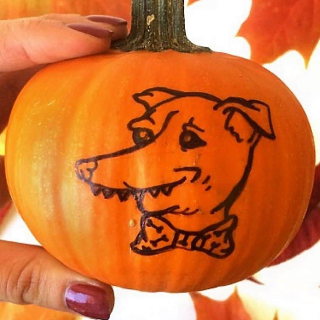 Tuna {breed:chiweenie} さんのインスタグラム写真 - (Tuna {breed:chiweenie} Instagram)「Grace is LOVING pumpkins this year (she calls them Gunkie 🤣), so for #tunartuesdays I’m posting #tunainterpretations Jack-O-Lan-Tuns from years past mainly so I can show her how cool her brother is in the form of a Gunkie. Haha. #1 by @naomihaverland, #2 by @beckyalt303, #3 by @femfetti, #4 by @pandiburrr, #5 by username no longer found, #6 by @laciekay, and #7 by yours truly :) If anyone else made a Jack-O-Lan-Tun this year or in a previous year, tag or DM him.」10月28日 9時15分 - tunameltsmyheart