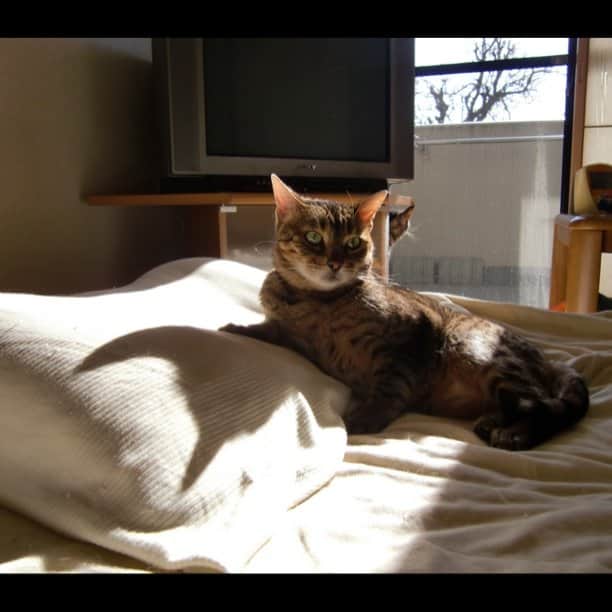 のインスタグラム：「デビル不二子#cat#猫#不二子」