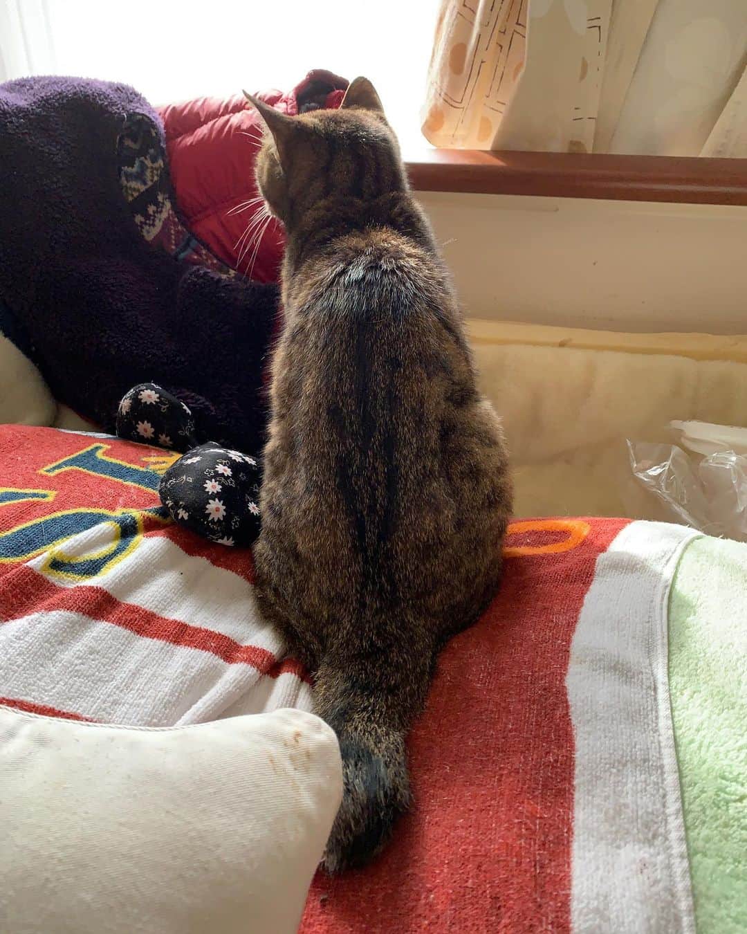 Kachimo Yoshimatsuさんのインスタグラム写真 - (Kachimo YoshimatsuInstagram)「バーバがデイサービスから帰って来るのを待つ。 Waiting for mom's return now  今、行ったばかりだけど。  #uchinonekora #cocoa #neko #cat #catstagram #kachimo #猫 #ねこ #うちの猫ら http://kachimo.exblog.jp」10月28日 9時32分 - kachimo