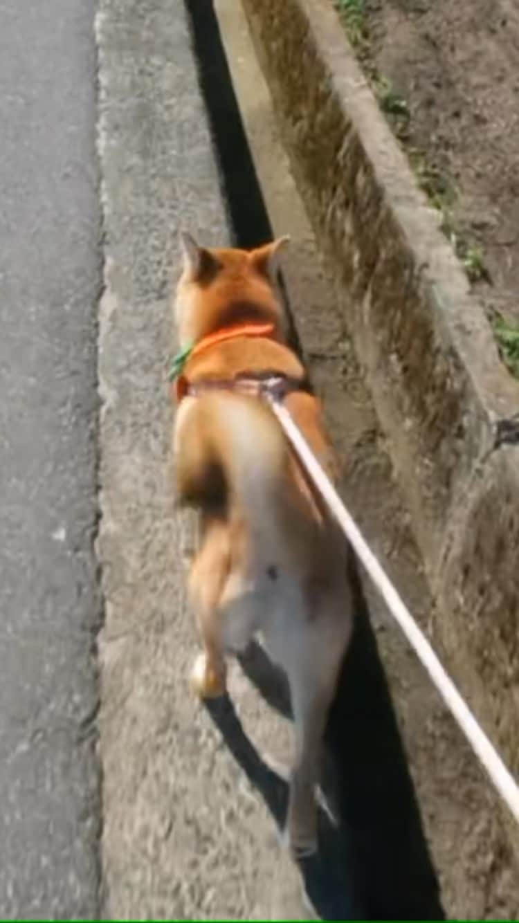 yokoのインスタグラム：「Tsubu walks the edge🐾🐾 ギリギリを歩くのが好きなつぶ🐕  #謎のこだわり  #キワを攻める  #ギリギリガール🐾  #dog#dogoftheday#shibainu #edge#walk#shibastagram#dogvideo#柴犬#犬動画#散歩#しばすたぐらむ#いぬのきもち#いぬすたぐらむ#ギリギリ」