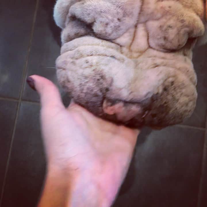 森泉のインスタグラム
