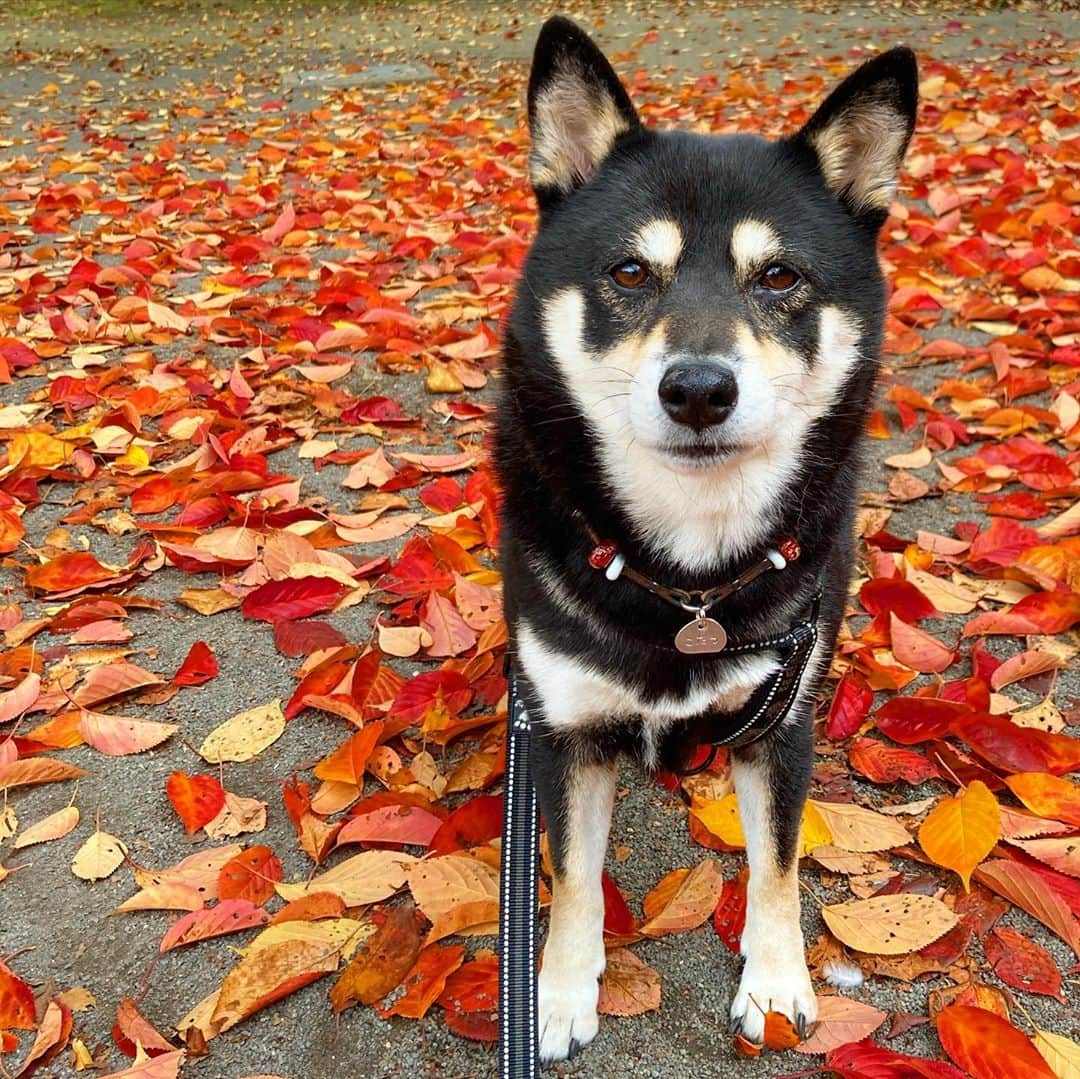 vo_coのインスタグラム：「🍂 公園の落ち葉の絨毯がせっかく綺麗だったのに、ドロン🍂やり過ぎて真顔しかできなくなった柴犬がこちらになります🐾 * #shibastagram #instashiba #shiba #shibainu #黒柴 #柴犬」