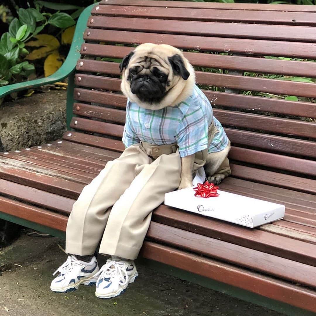 Paul Octaviousのインスタグラム：「Don’t worry, when you’re at the polls in the morning I’ll be waiting right here for you. ❤️ xoxo  This is Olly the dog I’m currently in love with @instaollygram / don’t be lazy and not vote just because you know which way your state votes... VOTE 🇺🇸✨」