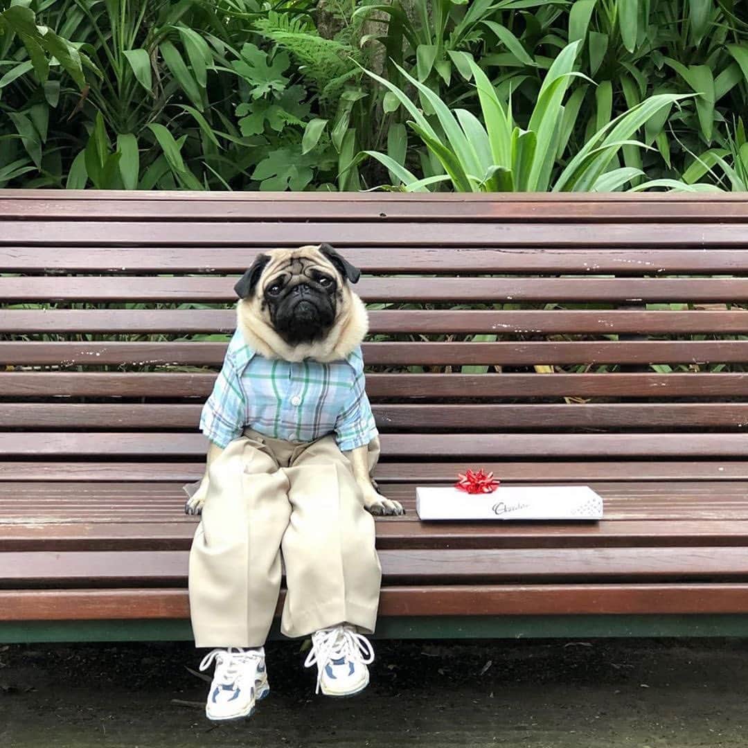 Paul Octaviousさんのインスタグラム写真 - (Paul OctaviousInstagram)「Don’t worry, when you’re at the polls in the morning I’ll be waiting right here for you. ❤️ xoxo  This is Olly the dog I’m currently in love with @instaollygram / don’t be lazy and not vote just because you know which way your state votes... VOTE 🇺🇸✨」10月28日 10時52分 - pauloctavious