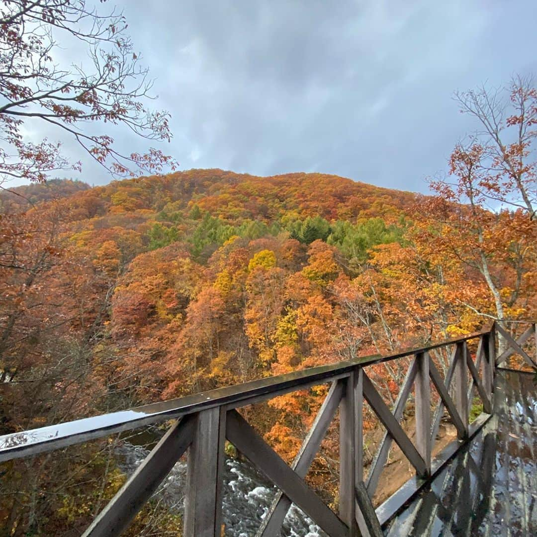 北山美奈さんのインスタグラム写真 - (北山美奈Instagram)「景色も良くて🍁🍂お洒落で店内は素敵でした‼︎いつかこんな老後も良いななんて思える感じでした。 でも残念な事は、店内ピリピリしてて なんか満席だったけどかなりみんなシーンとしてた。入る前に電話で、車が道路に続いてたので、ここの店の待ちか分からなくて、混んでますか？駐車どこにして良いんですかね？って聞いたら、わーわー何言われてるかわからない発言の後にめっちゃ怒鳴られてこっちだって分かんねーんだよ‼︎って言われてその後３秒位意味わからなくて無になったんだけど、あの電話並んでる人や座ってる人、絶対聞こえてるな。中々カオスです🤣ある意味面白い🤣顔見たくて、並んだwwコーヒー作ってるおじさんが怖い顔してたからそうだなぁと。 いる時に電話きてたのは女性が出てたのできっとやばいと察知したのでしょう。 のんびり好きなコーヒーを作るお店のはずが、インスタ映えで混むようになってストレスも溜まってしまった感じかな？とも、少し同情しますが。。 ５時まででもう食べ物は有りませんって言われてたのでコーヒー☕️だけ飲みました。 きっと混んでなくて普通の日なら、ピリピリしてなくて、電話の被害もなかったと思います。接客業として色々勉強になりました。 でも、店舗電話で意味不明に怒鳴られたのは初で、最初え？何？ってカオスでしたが、逆に面白くなりました😂思い出です。こんな事は日本では中々ないです😂 忙しいとテンパるし、お客様来てくれたでなくて、まだくるの？勘弁してくれよみたいに伝わるもんなんだなと思いました🥺  #紅葉#崖の上のカフェ #カフェ #カオス#店は素敵」10月28日 10時54分 - rin_minakitayama