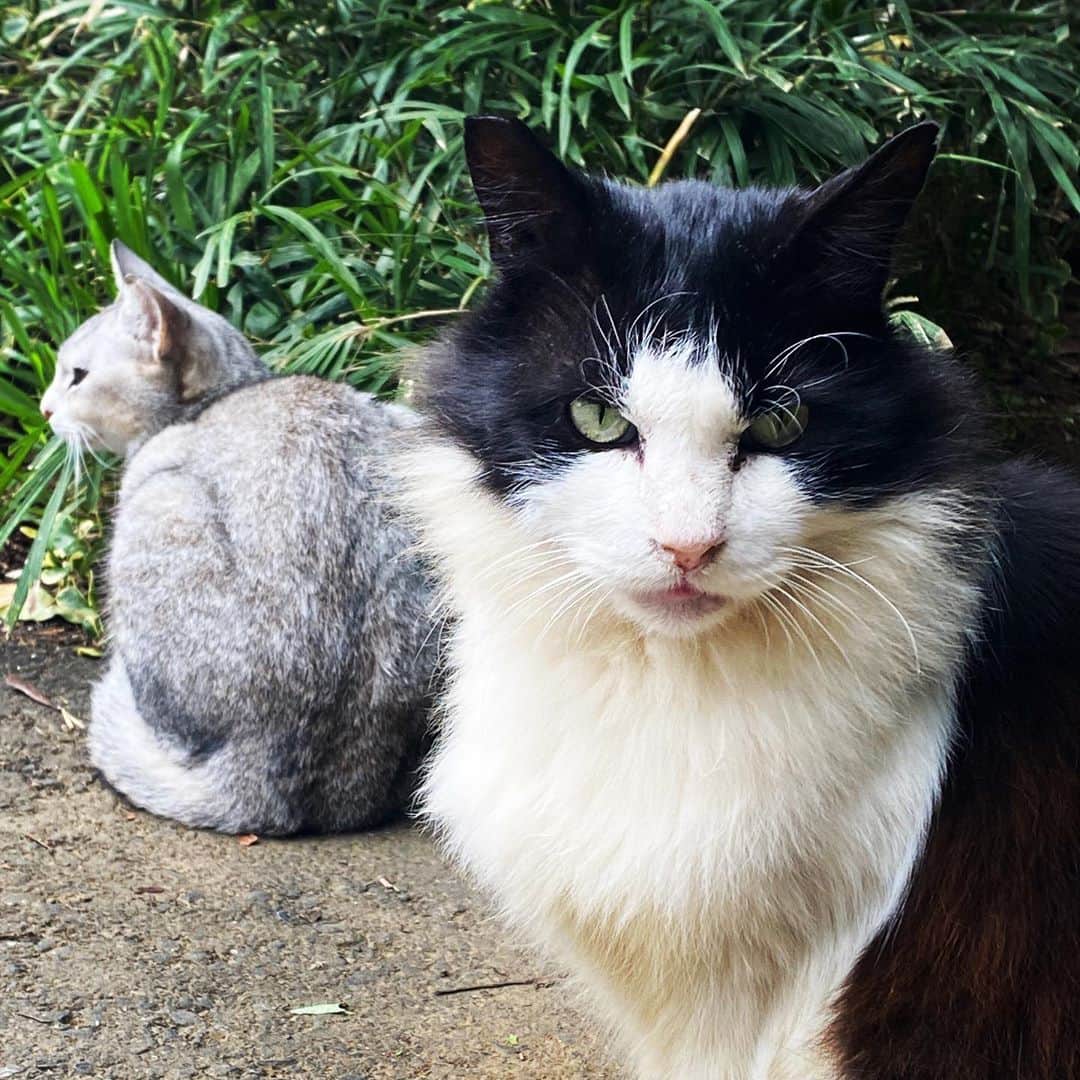 草野航大さんのインスタグラム写真 - (草野航大Instagram)「cats‼︎」10月28日 11時02分 - k0ttan