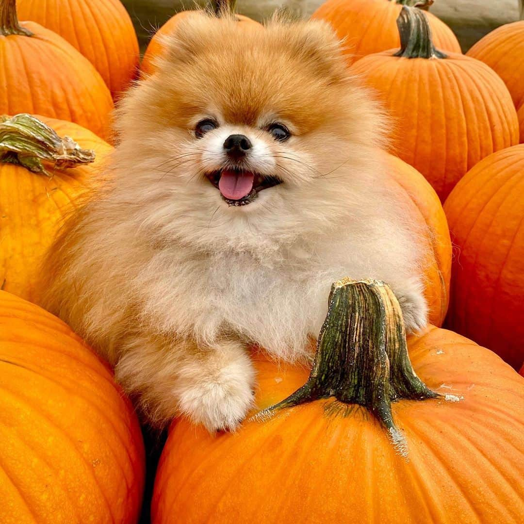 Monique&Gingerさんのインスタグラム写真 - (Monique&GingerInstagram)「Cutest little “pom”kin in the pumpkin patch🎃🍃🧡」10月28日 11時03分 - monique_ginger