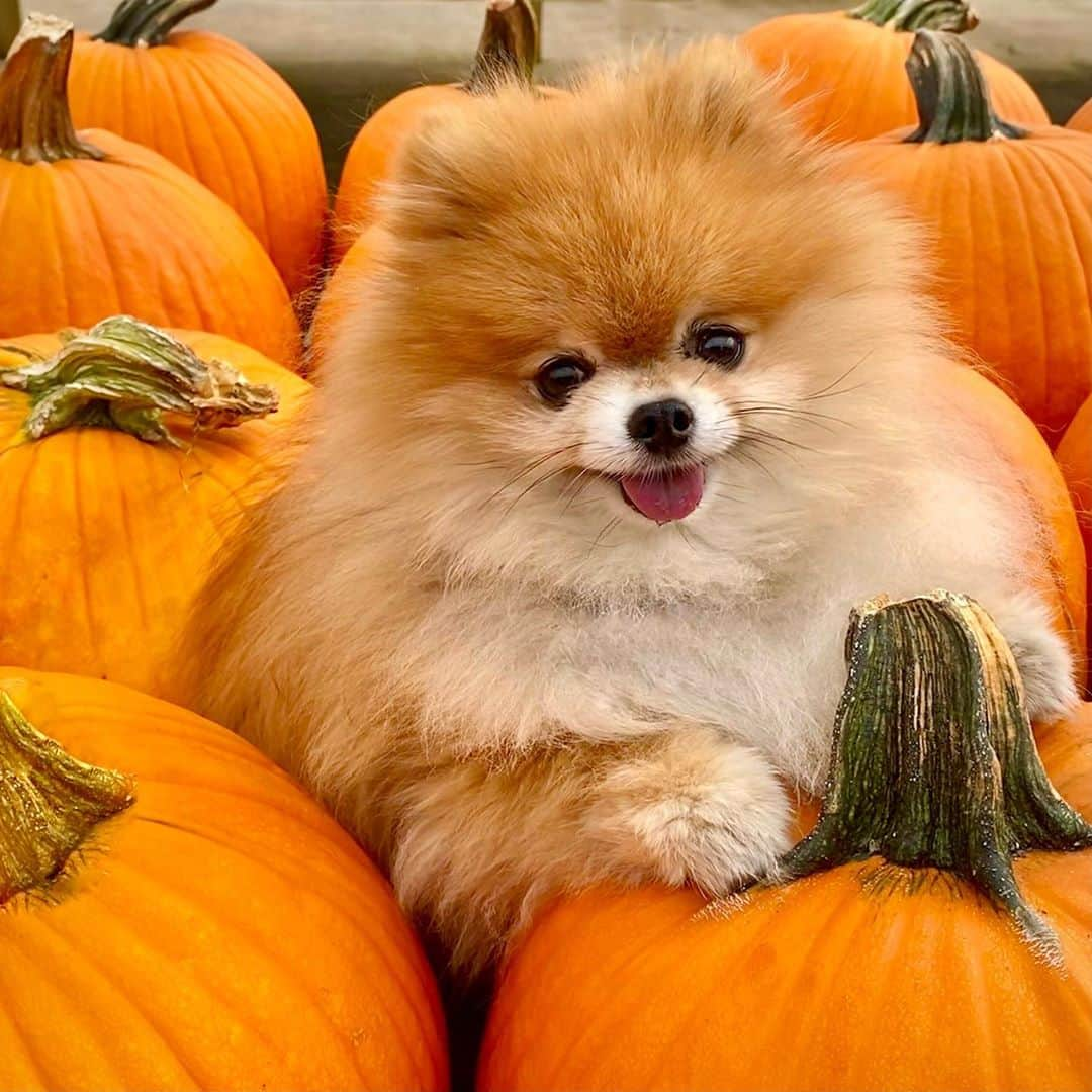 Monique&Gingerさんのインスタグラム写真 - (Monique&GingerInstagram)「Cutest little “pom”kin in the pumpkin patch🎃🍃🧡」10月28日 11時03分 - monique_ginger