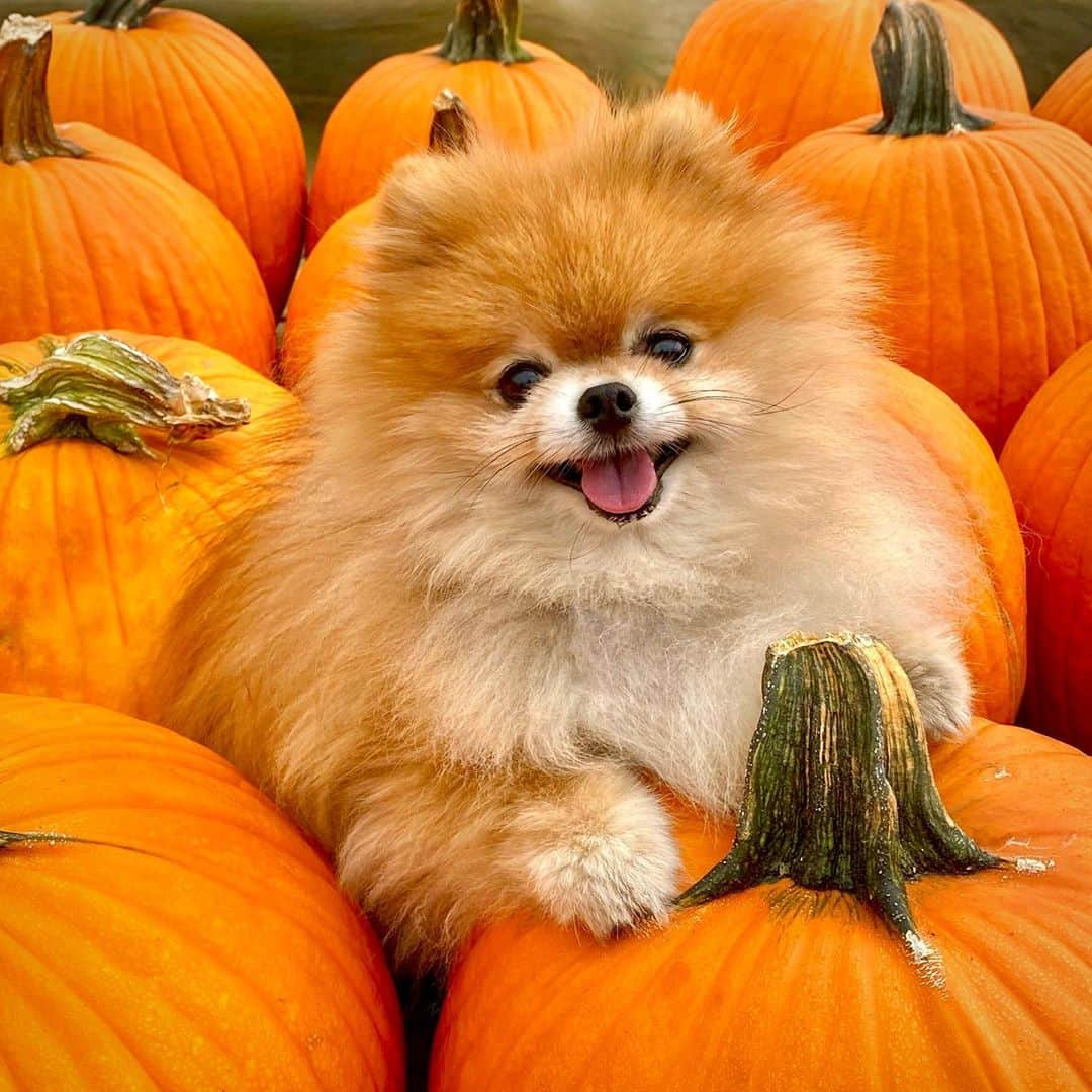 Monique&Gingerのインスタグラム：「Cutest little “pom”kin in the pumpkin patch🎃🍃🧡」